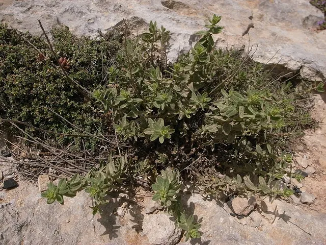 Jasonia bocconei