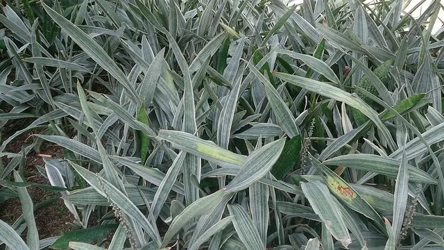 Sansevieria metallica