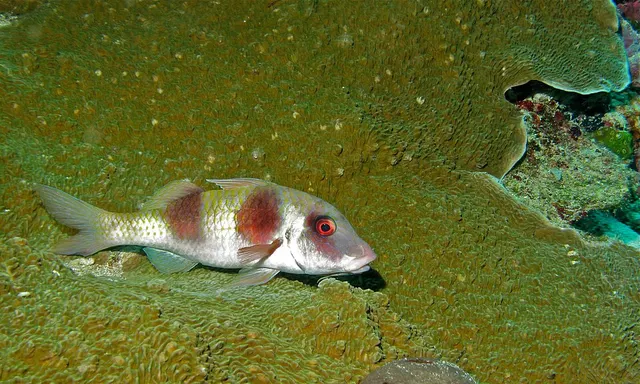 Parupeneus crassilabris