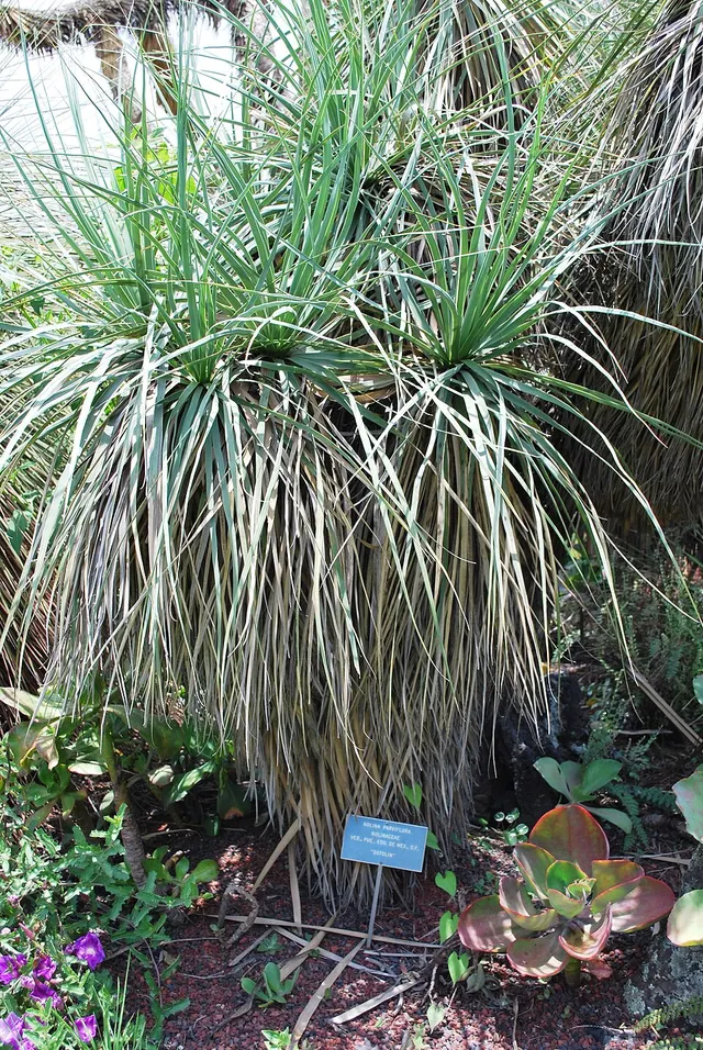 Nolina parviflora