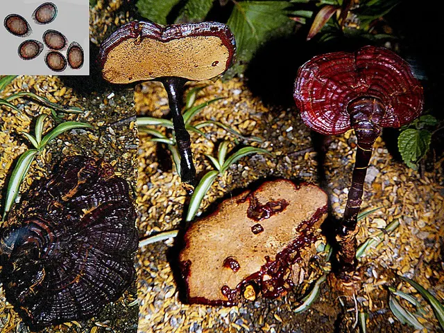 Ganoderma neojaponicum