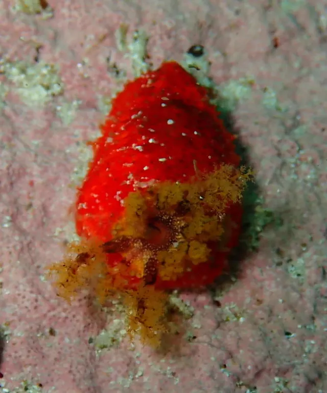Hemiocnus