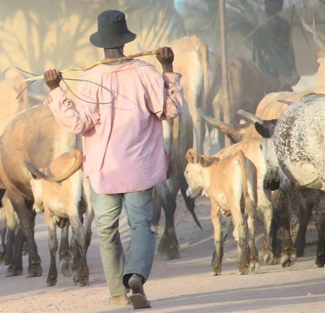 Élevage en Guinée