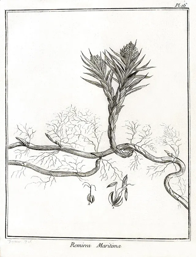 Remirea
