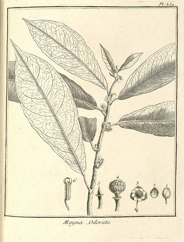 Mayna odorata