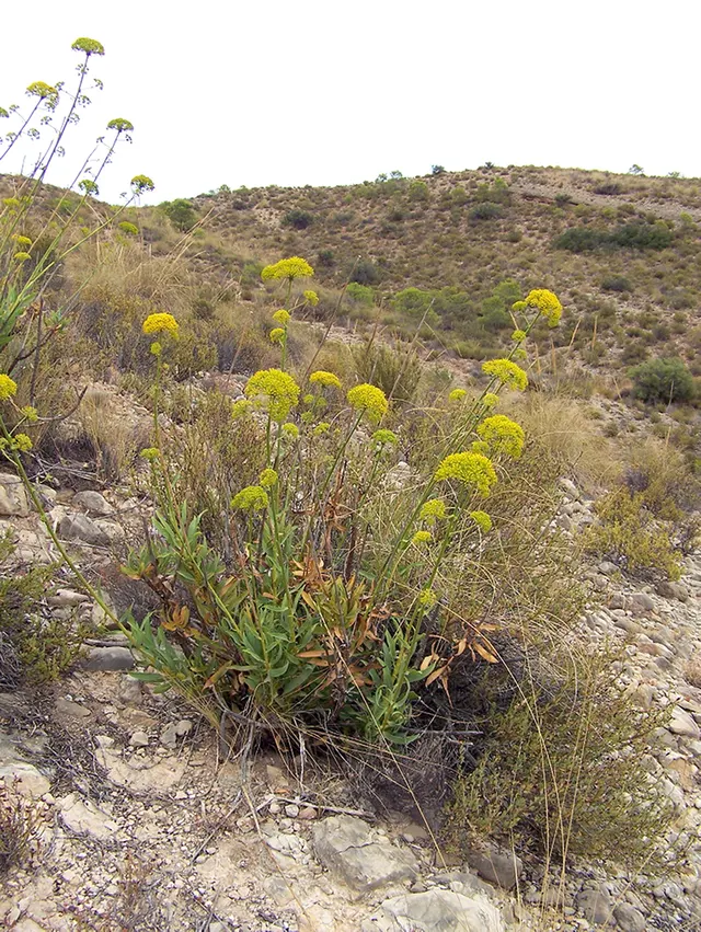 Bupleurum gibraltaricum