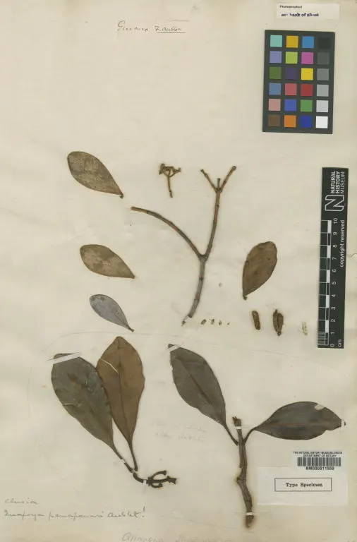 Clusia panapanari