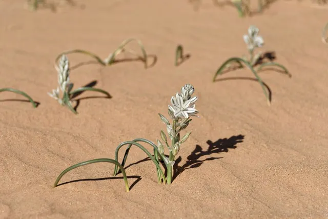 Albuca amoena