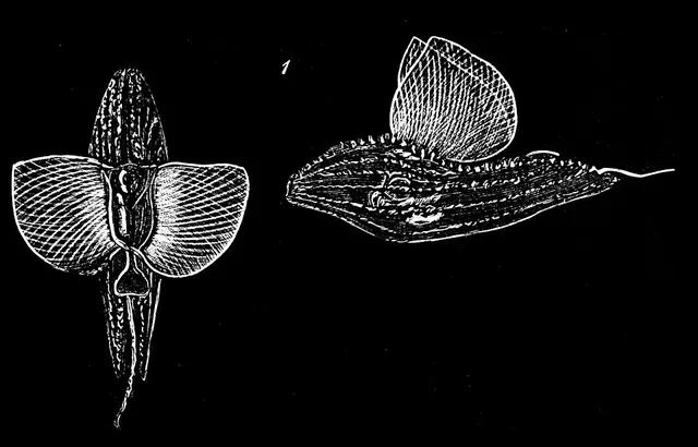 Cymbulia