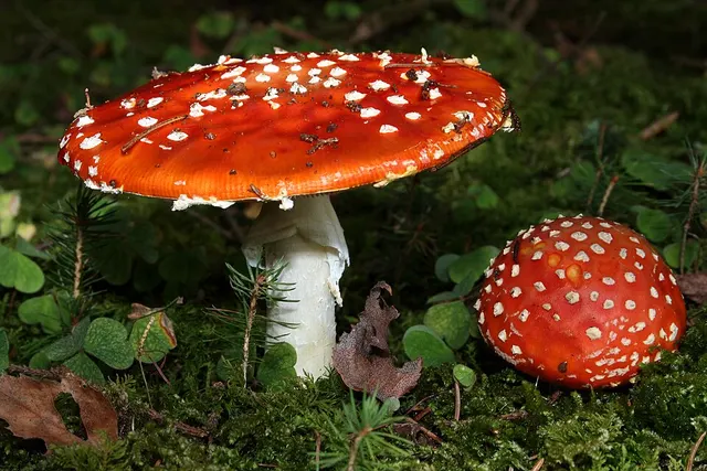 Liste des espèces du genre Amanita