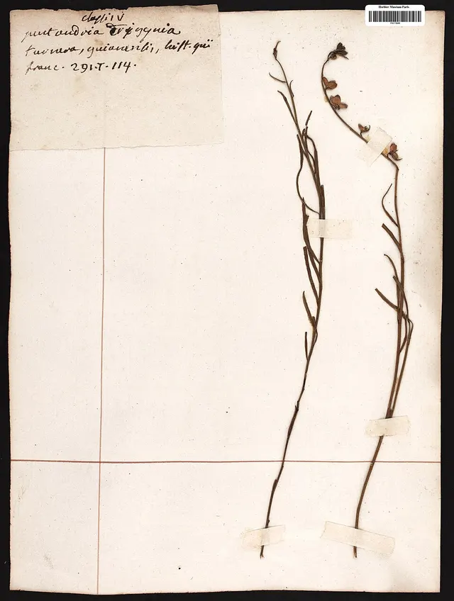 Turnera guianensis