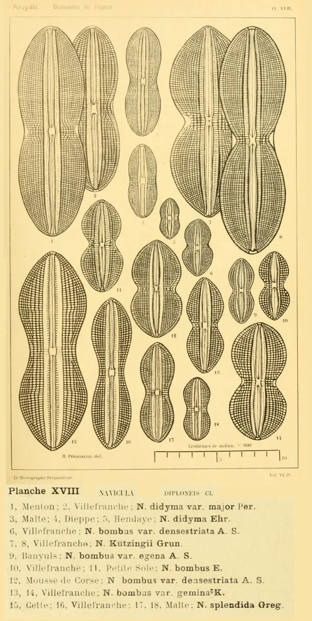 Diploneidaceae