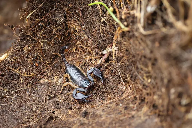 Euscorpius niciensis