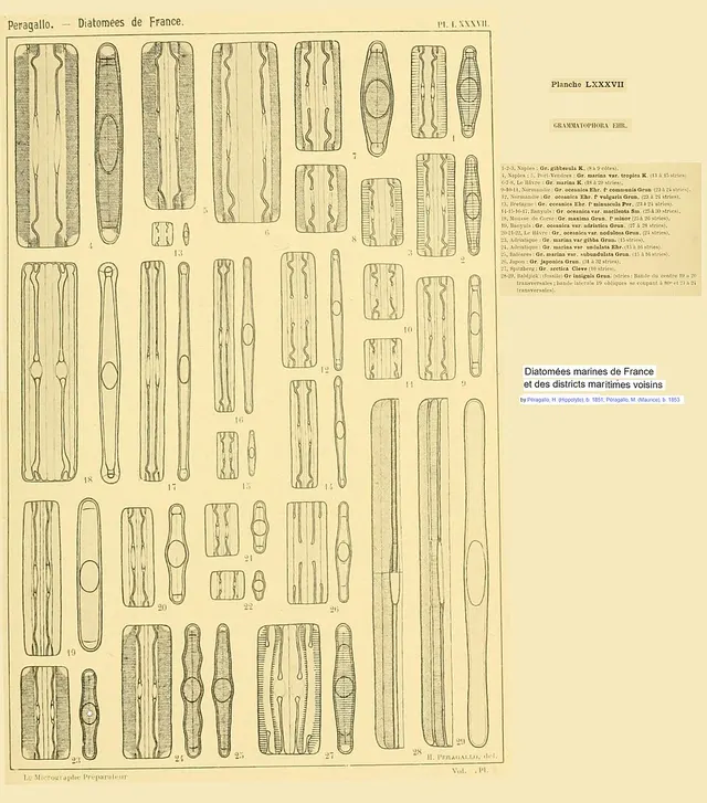 Grammatophoraceae