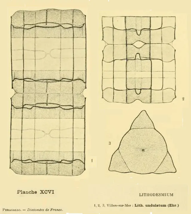 Lithodesmiaceae