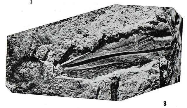 Senexefigia reticulata