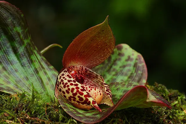 Cypripedium lichiangense