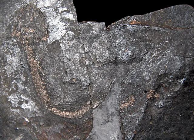 Microbrachis pelikani
