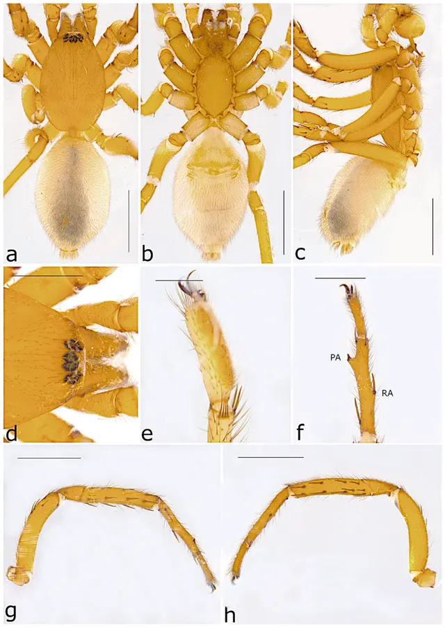Ariadna flavescens