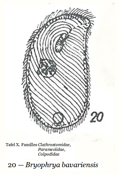 Bryophryidae