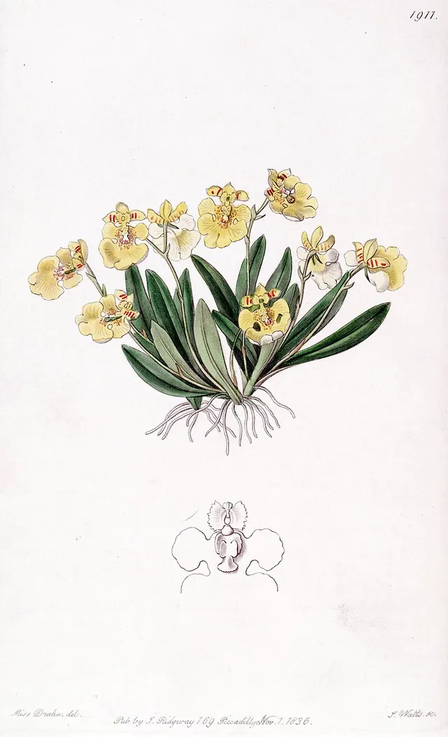 Erycina crista-galli