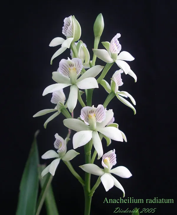 Prosthechea radiata