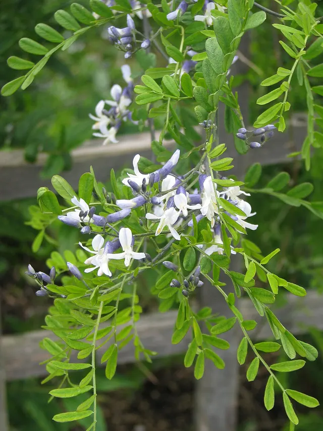 Sophora davidii