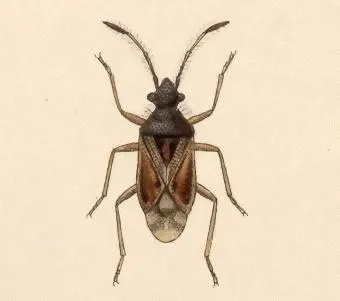 Acolhua