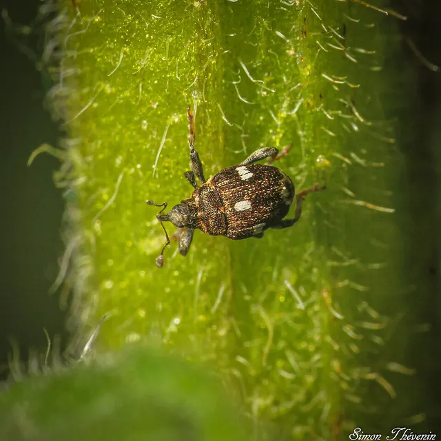 Mogulones asperifoliarum