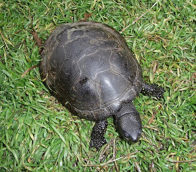 Tortue des marais