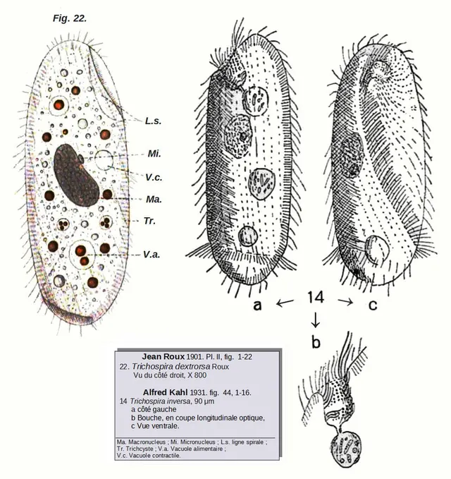 Trichospira