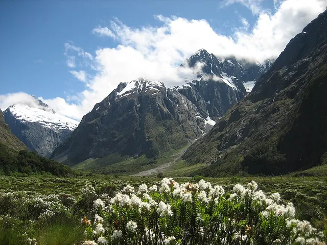 Forêts tempérées du Fiordland
