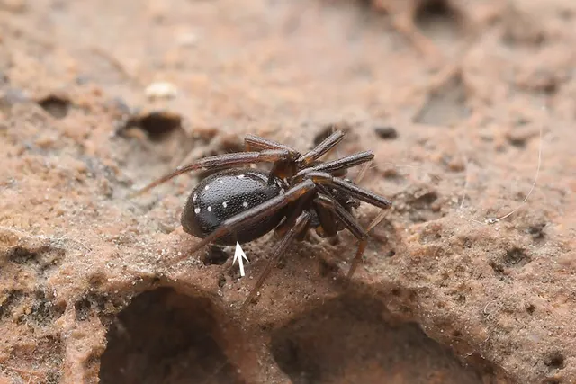 Stemmops atratus