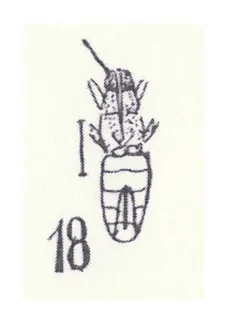 Heterogaster pumilio