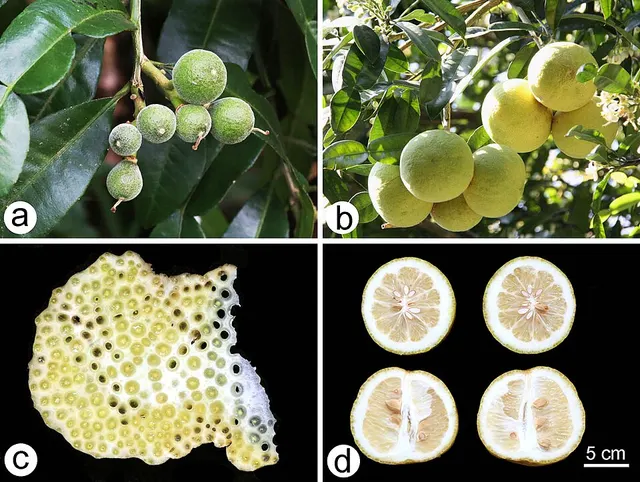 Citrus hongheensis