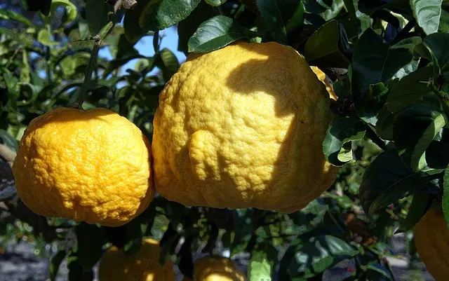 Ponzino