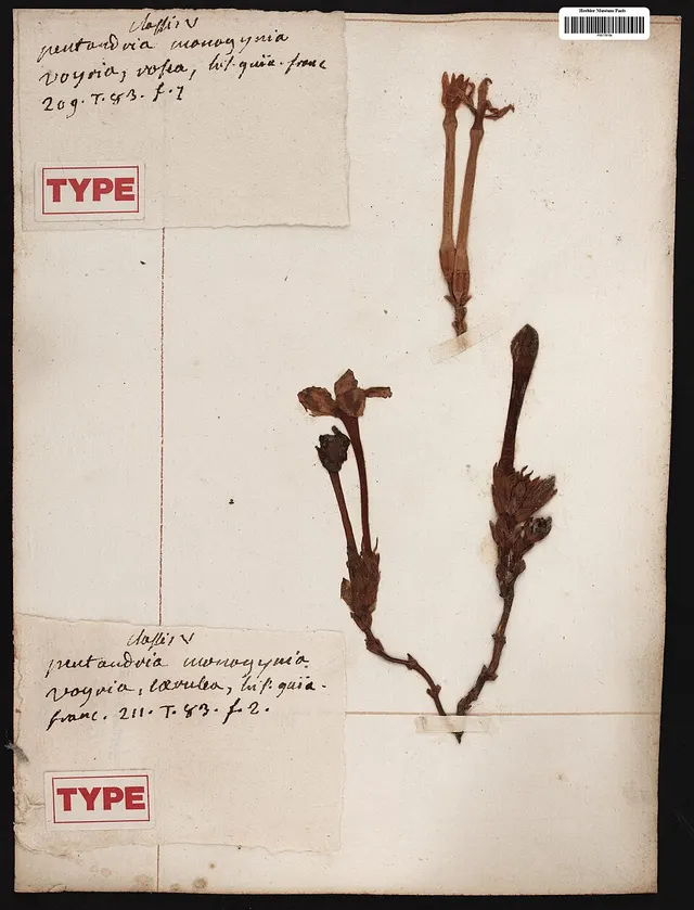 Voyria rosea