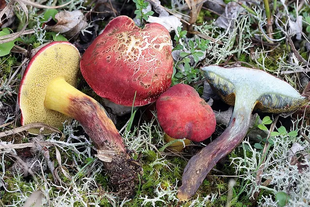 Xerocomellus ripariellus