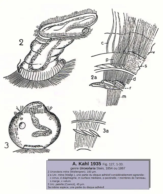 Urceolariidae