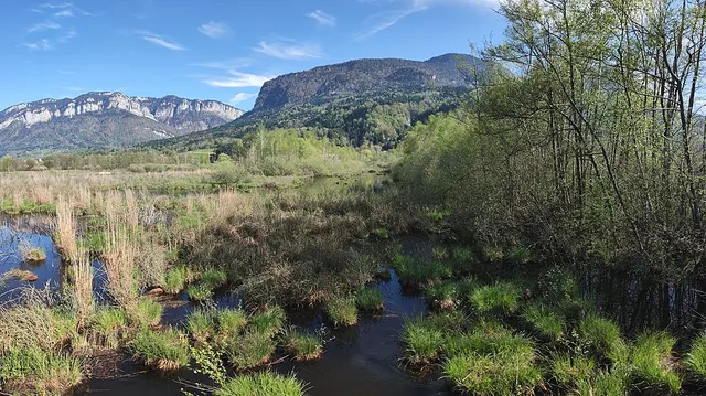 Tourbières de l'Herrétang