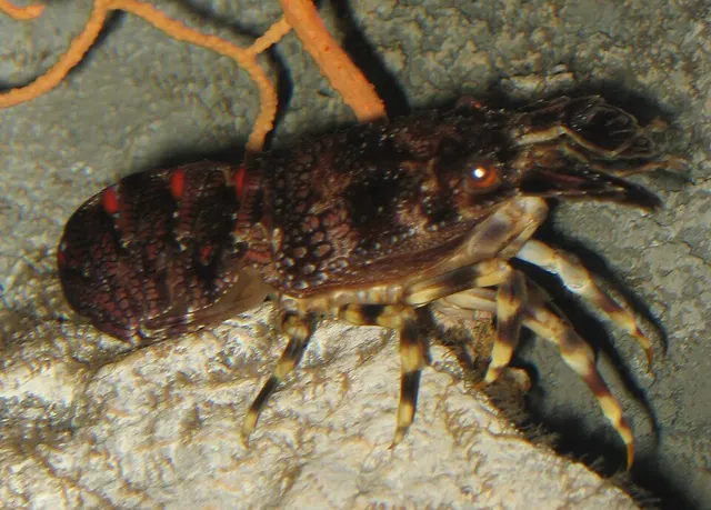 Scyllarinae