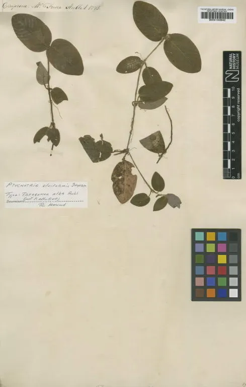 Palicourea alba