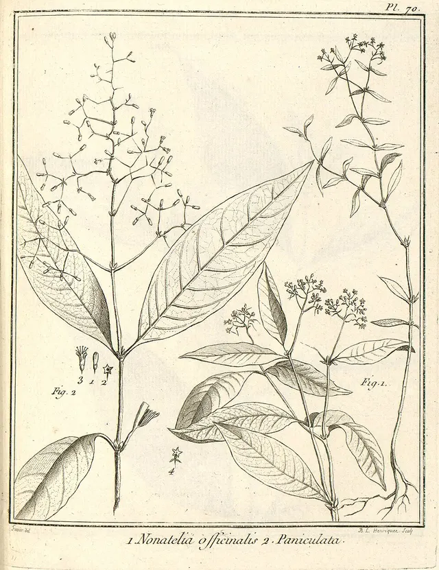 Palicourea aubletii