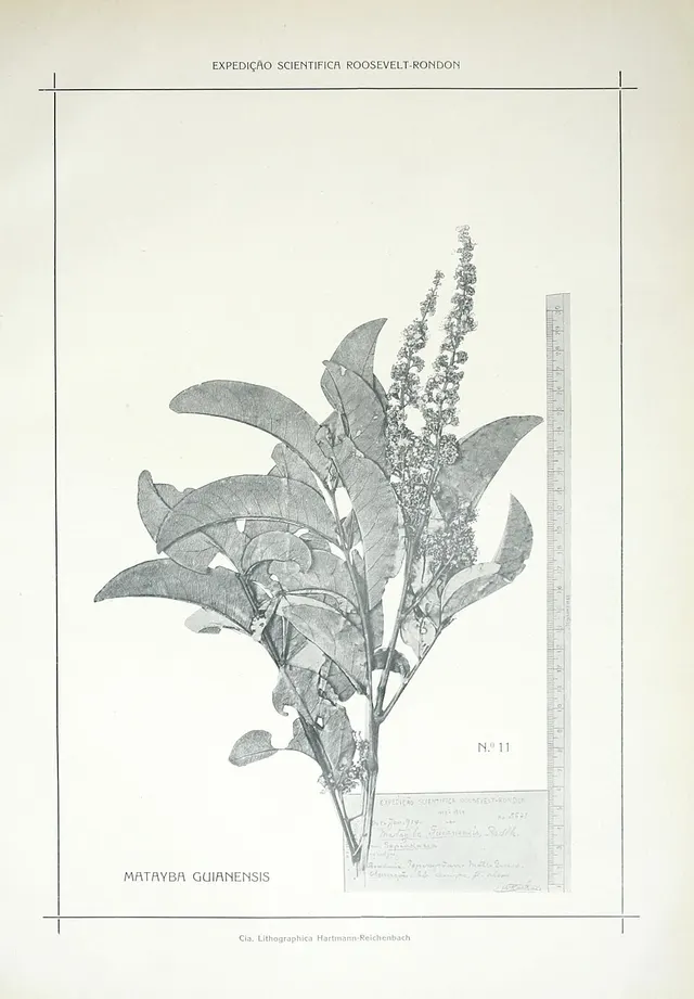 Matayba guianensis