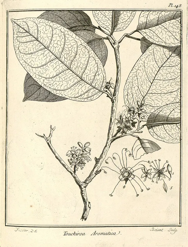 Crudia aromatica