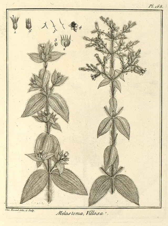 Desmoscelis villosa