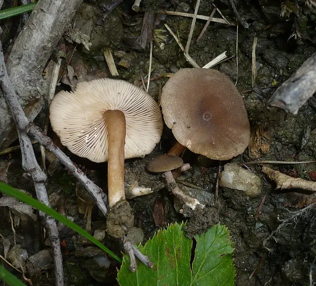 Lactarius lepidotus