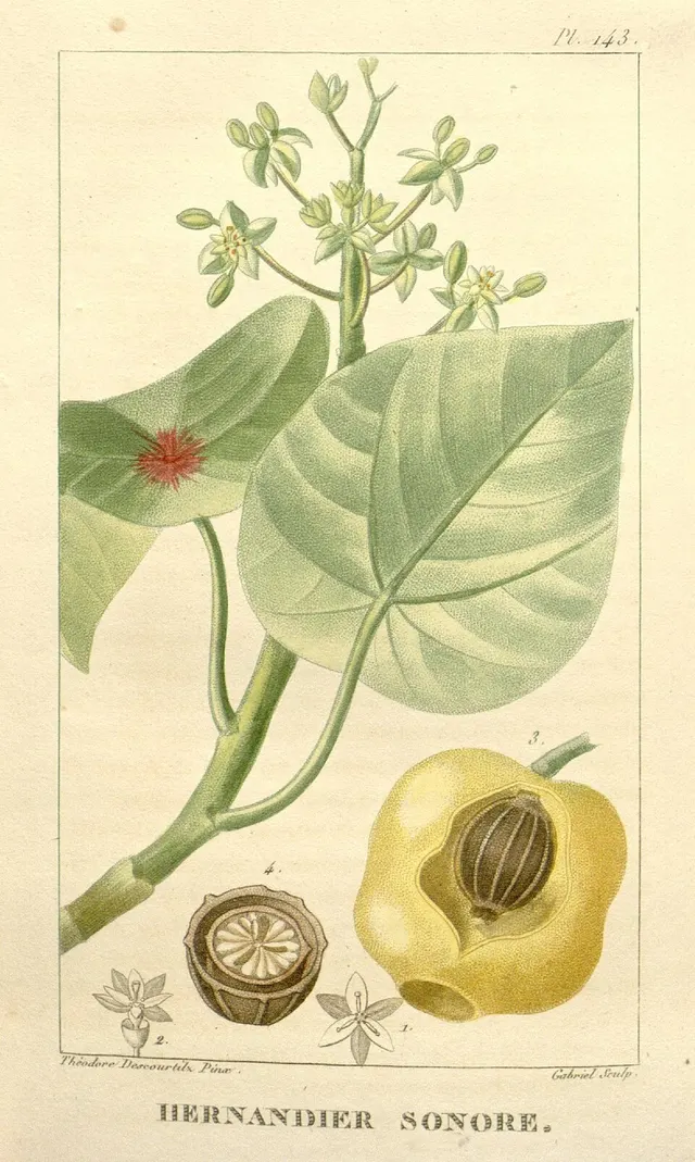 Hernandia sonora