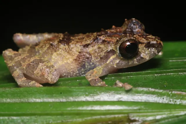 Pristimantis crepitaculus