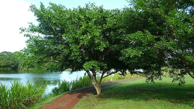 Zygia latifolia